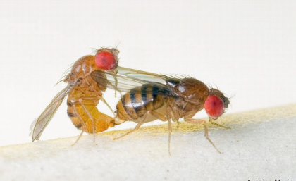Mating pair of Drosophila serrata. Credit: Antoine Morin Mating pair of Drosophila serrata. Credit: Antoine Morin