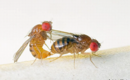 Mating pair of Drosophila serrata. Credit: Antoine Morin