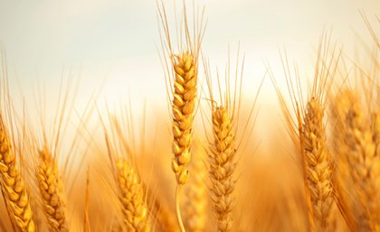 Oat Harvest El Ni o could slash 2020 wheat harvest plant scientist Oat Harvest El Ni o could slash 2020 wheat harvest plant scientist