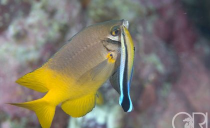 Photo: Cleaner wrasse with a client Scarface damsel by Richard Smith