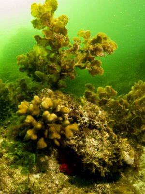 Increases in seaweed threaten corals