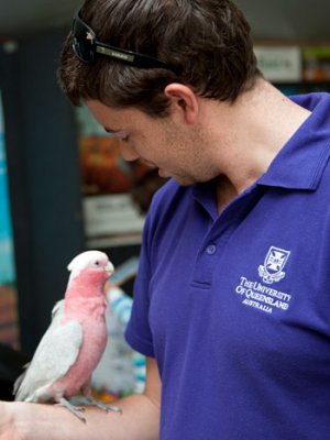 Rosie the Galah makes friends with UQ staff member Matthew Taylor.