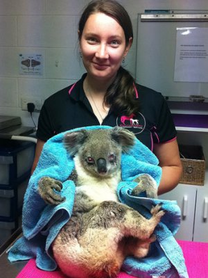 Shea Tucker with a patient Koala