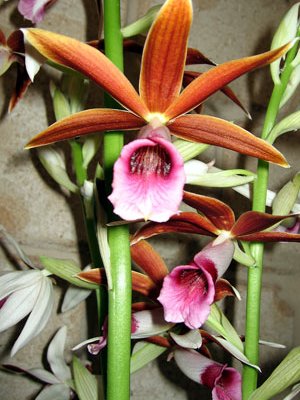 A Phaius orchid