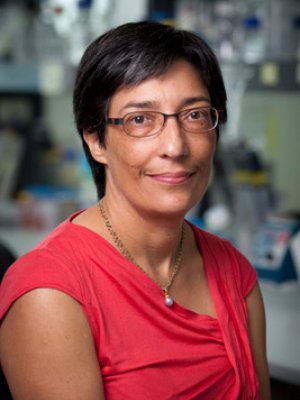 Professor Ranjeny Thomas of the UQ Diamantina Institute has been named a finalist in the GlaxoSmithKline Awards for Research Excellence.