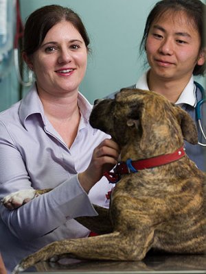 Masters student Sarah Zito (left) is working with the RSPCA studying the problem of homeless and unwanted pets