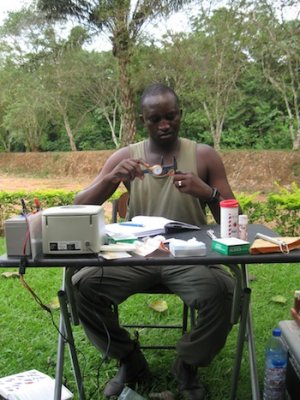 UQ PhD student Justus Deikumah measure the bill-skull length of a Grey-Headed Bristlebill in South-West Ghana as part of his study of the health of birds post rainforest clearing.