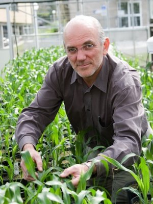 Professor Graeme Hammer, Director of the Centre for Plant Science at QAAFI.