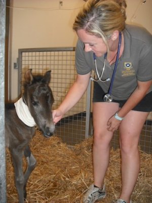 Equine veterinary nurse, Natasha Curlew, checks over the miniature horse foal that was orphaned in the Lockyer Valley floods.