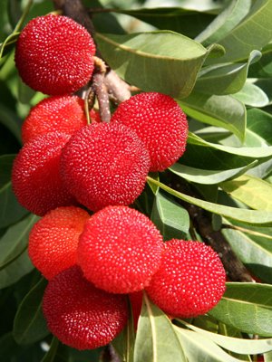 Yang Mei, Chinese Bayberry, or Red Bayberry