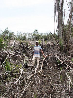 An example of deforestation in Kalimantan, Indonesia An example of deforestation in Kalimantan, Indonesia