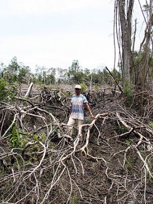 An example of deforestation in Kalimantan, Indonesia