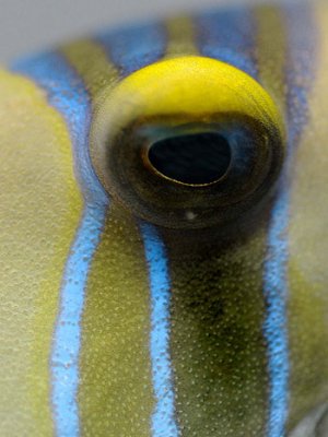 Close up of a trigger fish's eye