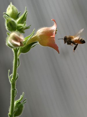 QBI researchers have found honeybees have a very selective sense of smell