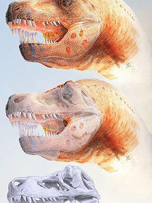 Hypothesized reconstruction MOR 980, commonly known as the ‘Peck’s Rex'.
Illustration by Chris Glen, The University of Queensland. Hypothesized reconstruction MOR 980, commonly known as the ‘Peck’s Rex'.
Illustration by Chris Glen, The University of Queensland.