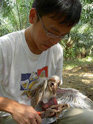 Mr Puan bands a fledgling barn owl in Malaysia