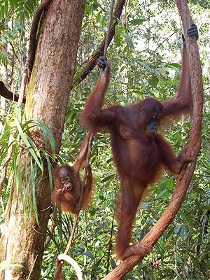 Orangutan with young, Tanjung Puting, Central Kalimantan(Photo by Daniel Murdiyarso, courtesy of CIFOR www.cifor.cgiar.org)