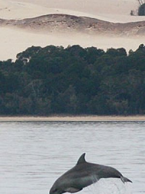 Dolphin in Moreton Bay Dolphin in Moreton Bay