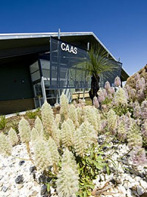 Outback Princess growing outside the CAAS at UQ Gatton Outback Princess growing outside the CAAS at UQ Gatton