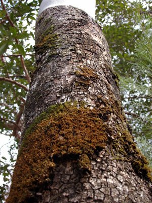 Gum tree