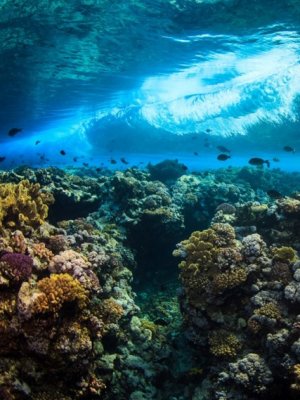 Climate change will allow larger waves to travel over reefs deteriorating conditions for less wave tolerant marine life, such as seagrass. Photograph by Tane Sinclair-Taylor 