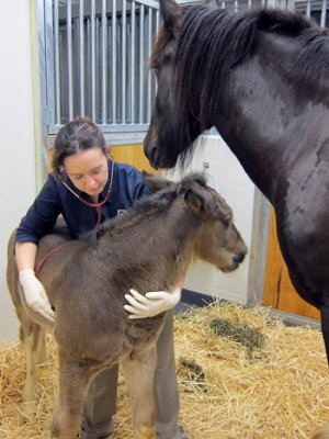 Staff at UQ’s Equine Hospital provide 24-hour care and monitoring for foals and mares