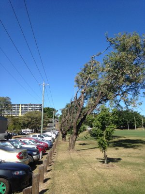 Rosewood trees on the corner of Walcott Steet and Sir Fred Schonell Drive.