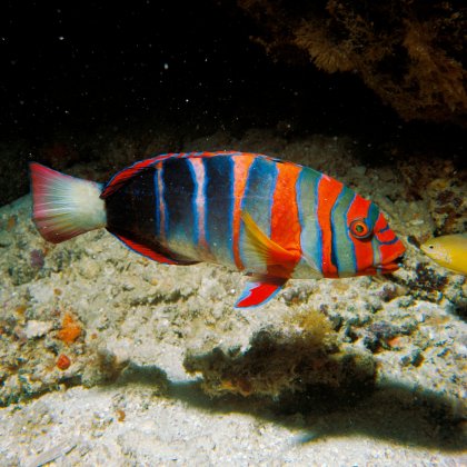 The harlequin tuskfish is a predatory wrasse found on the Great Barrier Reef. It was found to express four classes of opsins, including the UV-sensitive SWS1 opsin, despite having UV-blocking ocular media. Photo: Steve Parish.