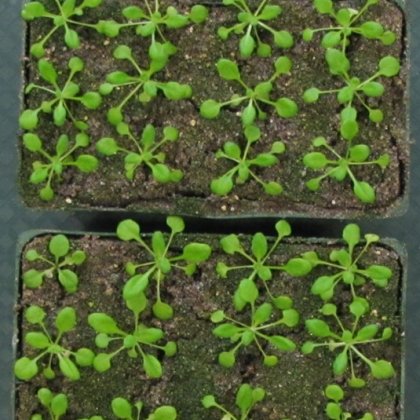 Thale cress, from the Brassica family, which includes cabbages. Thale cress, from the Brassica family, which includes cabbages.