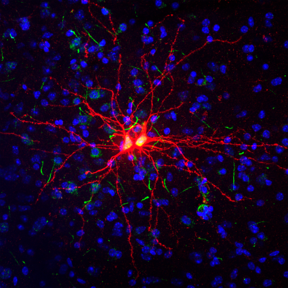Newly generated twin neurons in the adult amygdala, an area of the brain playing a central role in emotional processing.