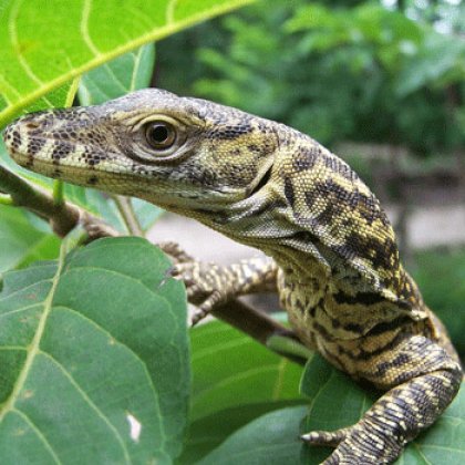 Komodo Hatchling. Image courtesy of Achmad Ariefiandy.