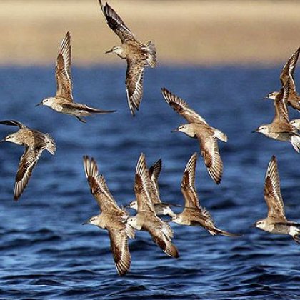 Red knots are one of the species already under pressure. Photo: ROB CLEMENS