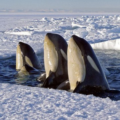 Wildlife enthusiasts can explore the film-making career of Sir David Attenborough on April 30 at UQ's St Lucia campus. Orca Whales image courtesy of BBC Chadden Hunter. Wildlife enthusiasts can explore the film-making career of Sir David Attenborough on April 30 at UQ's St Lucia campus. Orca Whales image courtesy of BBC Chadden Hunter.