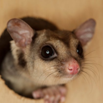 Mahogany glider. Mahogany glider.