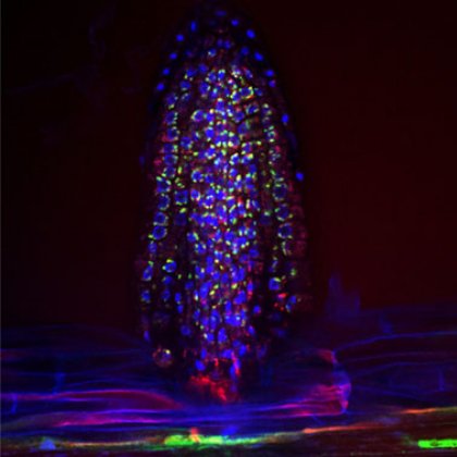 A fluorescent micrograph capturing the presence of bacteria (shown in green) on the surface of
an emerging Arabidopsis lateral root (plant nuclei shown in blue). (Sarah Lebeis/University of North Carolina) A fluorescent micrograph capturing the presence of bacteria (shown in green) on the surface of
an emerging Arabidopsis lateral root (plant nuclei shown in blue). (Sarah Lebeis/University of North Carolina)