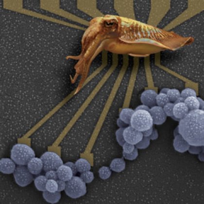 Natural melanins such as squid ink are being considered as new materials for bioelectronics. Credit: Dr Paul Schwenn