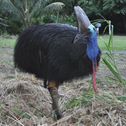 Female cassowary with satellite transmitter on her upper leg. Female cassowary with satellite transmitter on her upper leg.