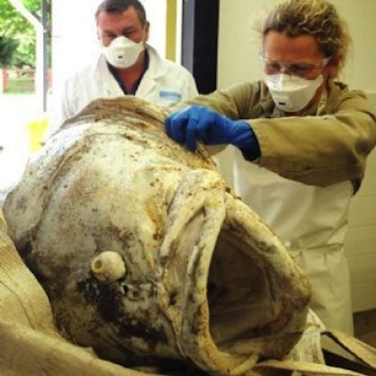 Groper death mystery: UQ researchers are conducting autopsies on a gropers that are found washed up along Queensland's coastline. Groper death mystery: UQ researchers are conducting autopsies on a gropers that are found washed up along Queensland's coastline.