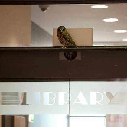 The Southern Boobook Owl that temporarily took up roost atop the UQ Library The Southern Boobook Owl that temporarily took up roost atop the UQ Library