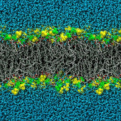 A still from the animation created by Dr David Poger and Professor Alan Mark A still from the animation created by Dr David Poger and Professor Alan Mark