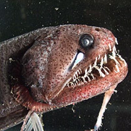 Dragonfish (Echiostoma barbatum) with bioluminescent chin barbell (lure)