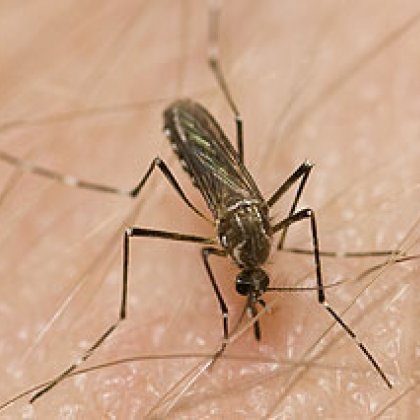 The dengue mosquito, Aedes aegypti The dengue mosquito, Aedes aegypti