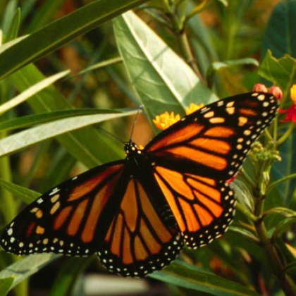 UQ researchers have uncovered the secrets of the monarch butterfly’s distinct orange colour.