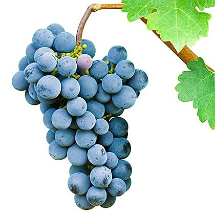 A team of UQ-led plant scientists has discovered that the Pinot Noir grape variety owes a significant part of its genetic heritage to ancient plant viruses. Photo: iStock