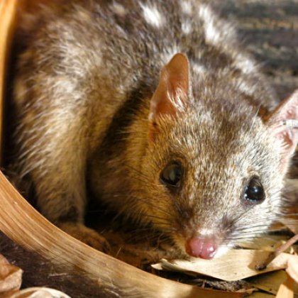 UQ researchers studied quolls to better understand the dynamics of movement. Credit: Skye Cameron