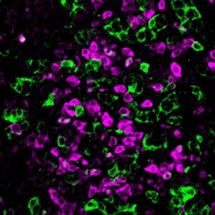 UQ researchers have found an ancient sex switch can still trigger male development millions of years after it was ‘retired’ from this role UQ researchers have found an ancient sex switch can still trigger male development millions of years after it was ‘retired’ from this role