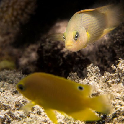 Dottyback eyeing off its juvenile damselfish prey. Dottybacks change color to imitate the parental fish of the juveniles they prey upon Dottyback eyeing off its juvenile damselfish prey. Dottybacks change color to imitate the parental fish of the juveniles they prey upon