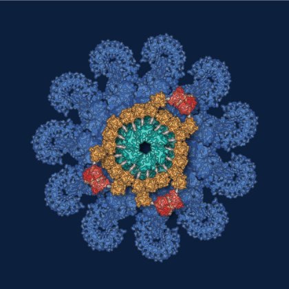 graphic depicting the structure of an inflammasome