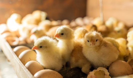 yellow chicks and eggs in the tray of an incubator
