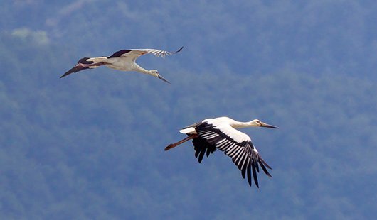 two black and white birds fly in a blue sky